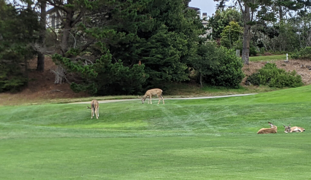 Deer on the 12th fairway to Spanish Bay