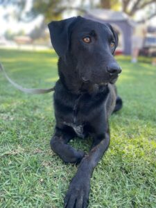 Maverick waiting his turn at an agility trial