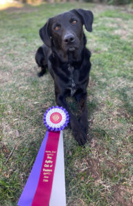 Maverick with his title ribbon